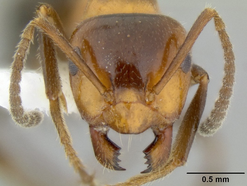 File:Lasiophanes atriventris casent0106235 h 1 high.jpg