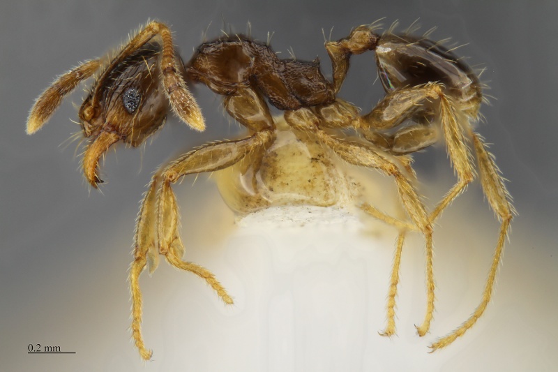 File:MCZ-ENT00668202 Pheidole sp11 hal.jpg