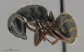 Mcz-ent00668319 Camponotus modoc soldier hal.jpg
