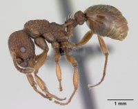 Myrmica sabuleti casent0173177 profile 1.jpg