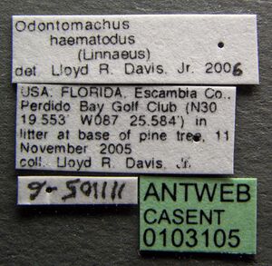Odontomachus haematodus casent0103105 label 1.jpg