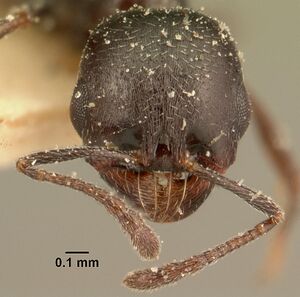 Oxyopomyrmex emeryi casent0101200 head 1.jpg