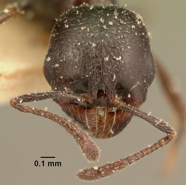 File:Oxyopomyrmex emeryi casent0101200 head 1.jpg