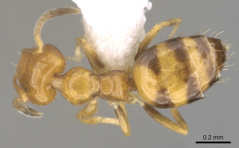 File:Plagiolepis brunni casent0281160 d 1 high.jpg