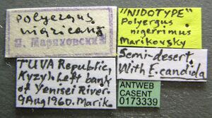 Polyergus nigerrimus casent0173339 label 1.jpg