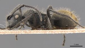 Polyrhachis lata casent0905580 p 1 high.jpg