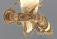 Pseudomyrmex triplaridis casent0902886 d 1 high.jpg