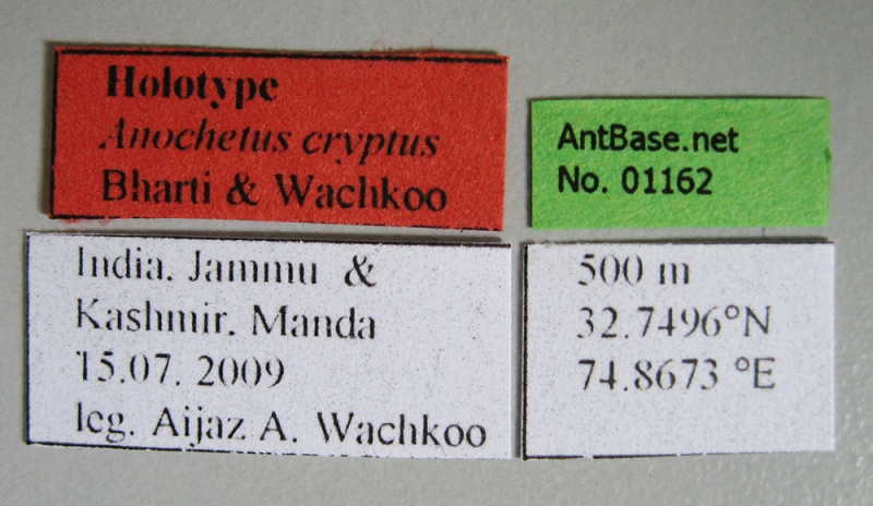 File:Anochetus-cryptus-label-am.jpg