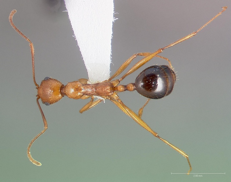 File:Aphaenogaster boulderensis casent0005722 dorsal 1.jpg