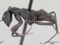 Camponotus ethicus casent0101388 profile 1.jpg