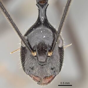 Camponotus longicollis casent0191989 h 4 high.jpg