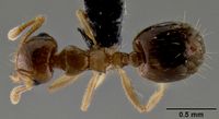 Crematogaster razana casent0149655 d 1 high.jpg