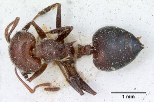 Crematogaster senegalensis casent0173209 dorsal 1.jpg