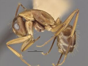 MCZ-21493 Camponotus incensus minor side.jpg