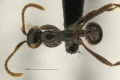 MCZ Aenictus hodgsoni had3 2.jpg