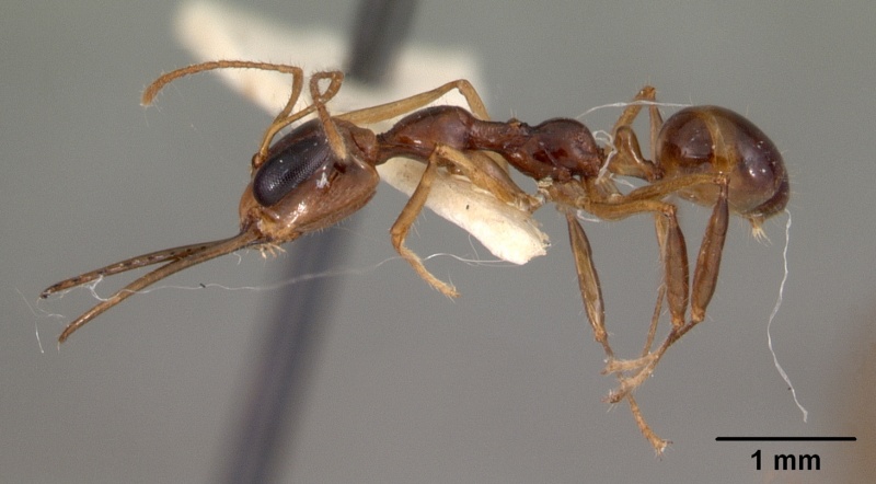 File:Myrmoteras indicum casent0102131 profile 1.jpg