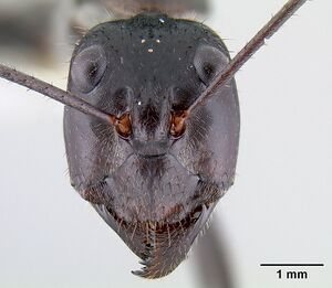 Notostigma carazzii casent0106112 head 1.jpg