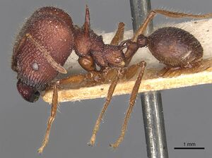 Pheidole lokitae casent0907766 p 1 high.jpg