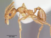 Pheidole porcula casent0104783 profile 1.jpg