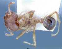 Pheidole taivanensis focol0252 d 1 high.jpg