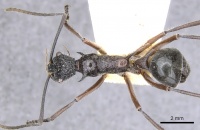 Polyrhachis glabrinotum casent0903362 d 1 high.jpg