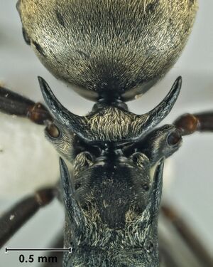 Polyrhachis hera petiole.jpg