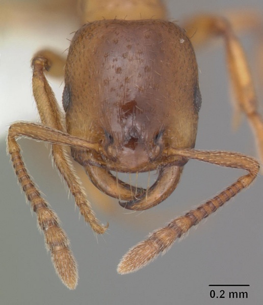 File:Strongylognathus caeciliae mb619-2 head 1.jpg