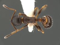 Temnothorax-texanus-MCZ001D.jpg