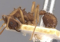 Trachymyrmex oetkeri casent0909395 p 1 high.jpg