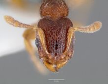 Vollenhovia emeryi casent0003196 head 1.jpg