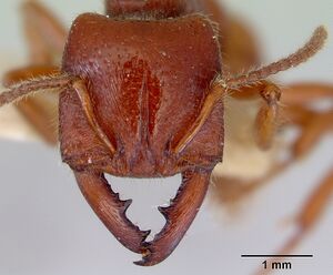 Amblyopone australis casent0172268 head 1.jpg