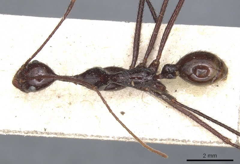 File:Aphaenogaster dromedaria casent0904191 d 1 high.jpg
