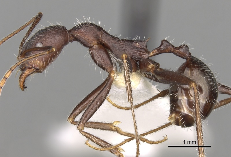 File:Aphaenogaster semipolita casent0281584 p 1 high.jpg