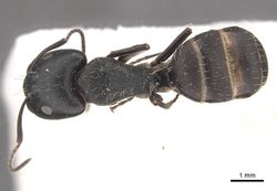Camponotus buchholzi casent0910563 d 1 high.jpg
