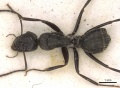 Camponotus cinereus casent0906937 d 1 high.jpg