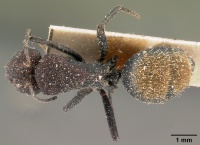 Camponotus ellioti relucens casent0101196 dorsal 1.jpg