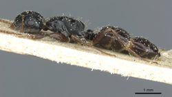 Camponotus liogaster casent0911865 p 1 high.jpg