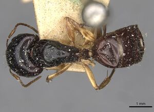 Camponotus lownei casent0910389 d 1 high.jpg