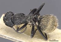 Camponotus rhamses casent0911856 d 1 high.jpg