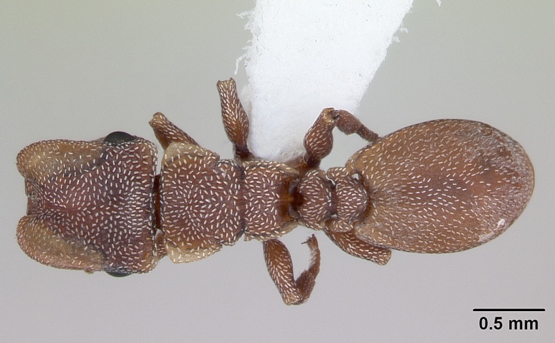 File:Cephalotes incertus casent0173681 dorsal 1.jpg