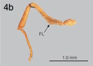 Cyphomyrmex muelleri F4b.jpg