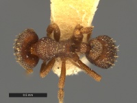 Eurhopalothrix-caledonica-Holotype-MCZ001D.jpg