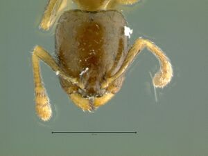 Gauromyrmex-acanthinaH11.jpg