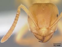 Lasius nearcticus casent0104774 head 1.jpg