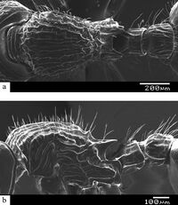 Myrmecina macrops F29ab.jpg