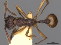 Myrmica angulata D casent0900292.jpg