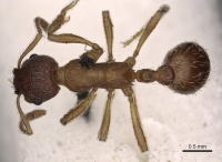 Myrmica tibetana D casent0900303.jpg