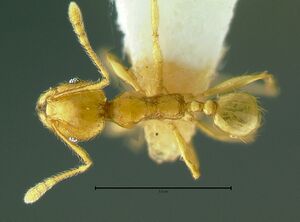 Pheidole-hortensisDm5x.jpg