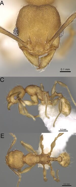 Pheidole rugocephala F36ace.jpg