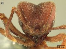 Sericomyrmex maravalhas F32a.jpg